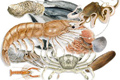 Rákok és egyéb tengeri élőlények