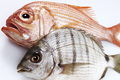 Tengeri halak és rákok, csigák (szardínia, homár, osztriga)