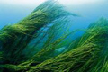 Tengeri algák, moszatok, tőzeg